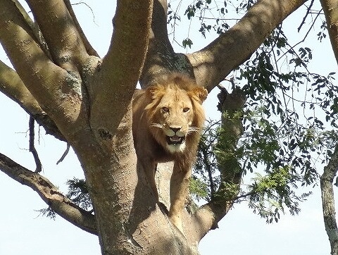 ウガンダ　クイーンエリザベス国立公園　イシャシャ地区　木登りライオン