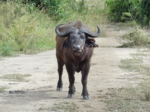 ウガンダ　クイーンエリザベス国立公園　サファリ　バッファロー
