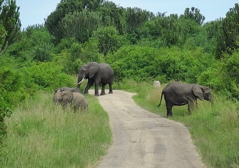 ウガンダ　クイーンエリザベス国立公園　サファリ　象