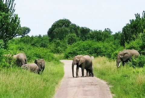 ウガンダ　クイーンエリザベス国立公園　サファリ　ゾウの群れ