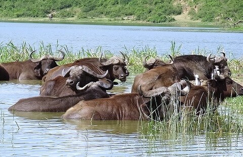 ウガンダ　クイーンエリザベス国立公園　ボートサファリ　バッファロー