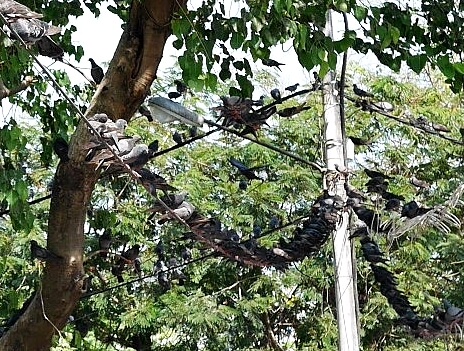 ミャンマー　ヤンゴン　鳥　ハト　鳩