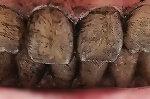 スリランカ　コロンボ　GOOD MARKET　グッドマーケット　オーガニック　歯磨き粉　竹炭　ホワイトニング　Lina Bamboo Charcoal Tooth paste