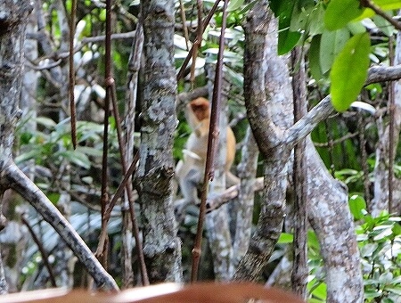 ブルネイ　テングザル　マングローブクルーズ　リバークルーズ　リバーサファリ　proboscis monkey