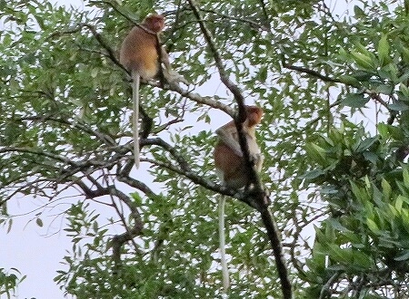 ブルネイ　テングザル　マングローブクルーズ　リバークルーズ　リバーサファリ　proboscis monkey