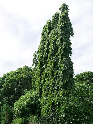 フィジーのナンディの「Polyalthia longifolia」（マストツリー、mast tree、Asoka tree、Ashoka Tree、アソカツリー）