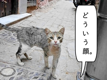 モロッコのマラケシュでスーツケースにおしっこをかけた猫